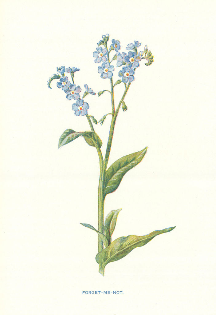 Forget-Me-Not. Wild Flowers by Frederick Edward Hulme c1895 old antique print